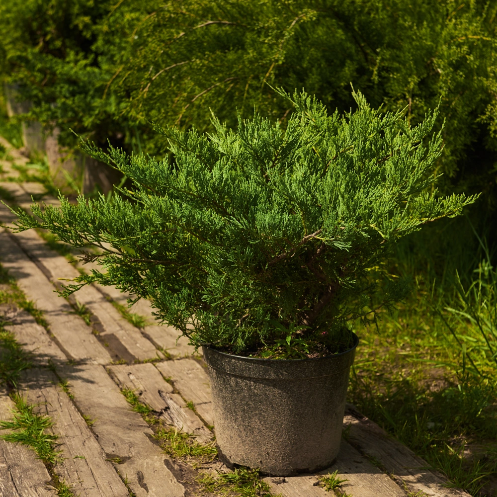 Можжевельник горизонтальный 'Hughee', H20-40