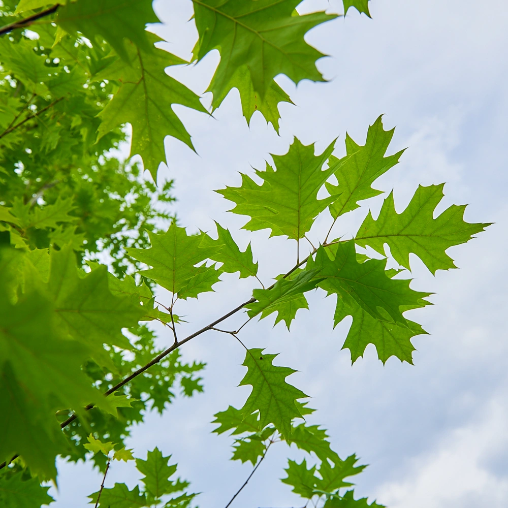 Дуб красный, H600-700