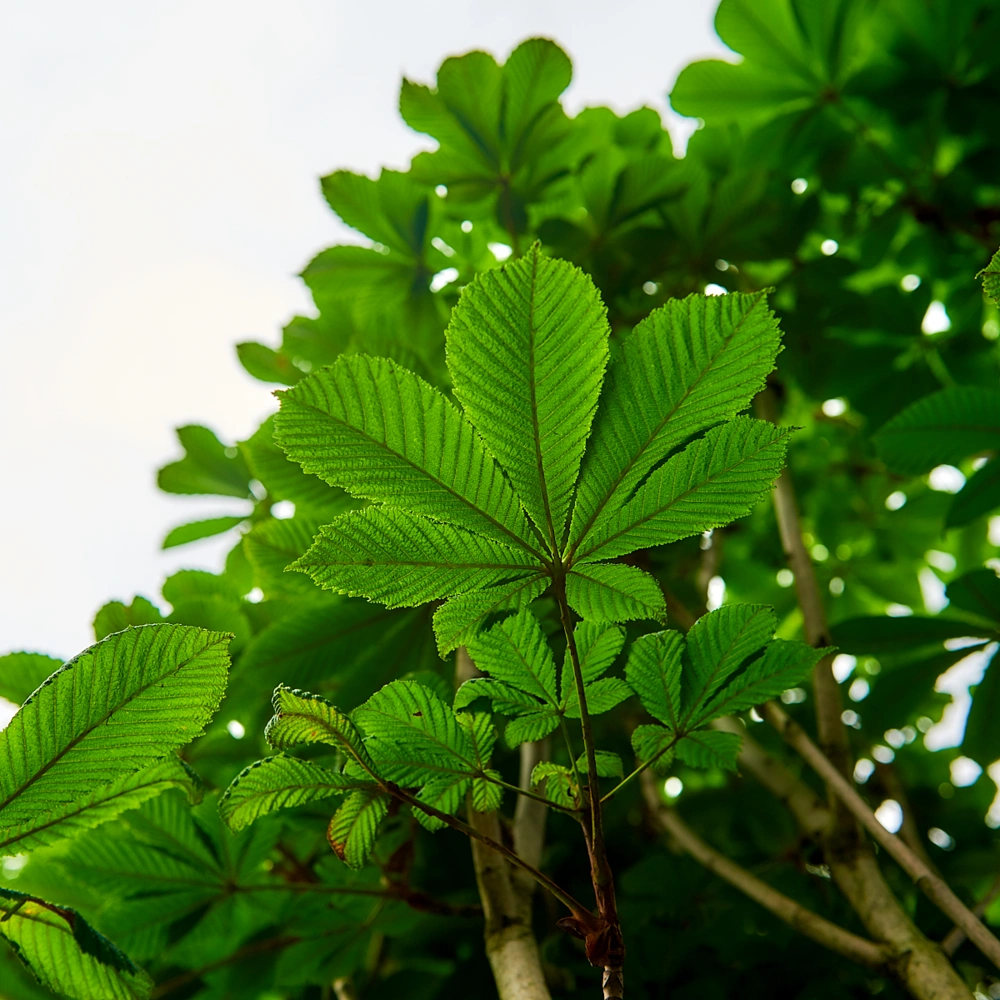 Каштан конский, mst H350-400