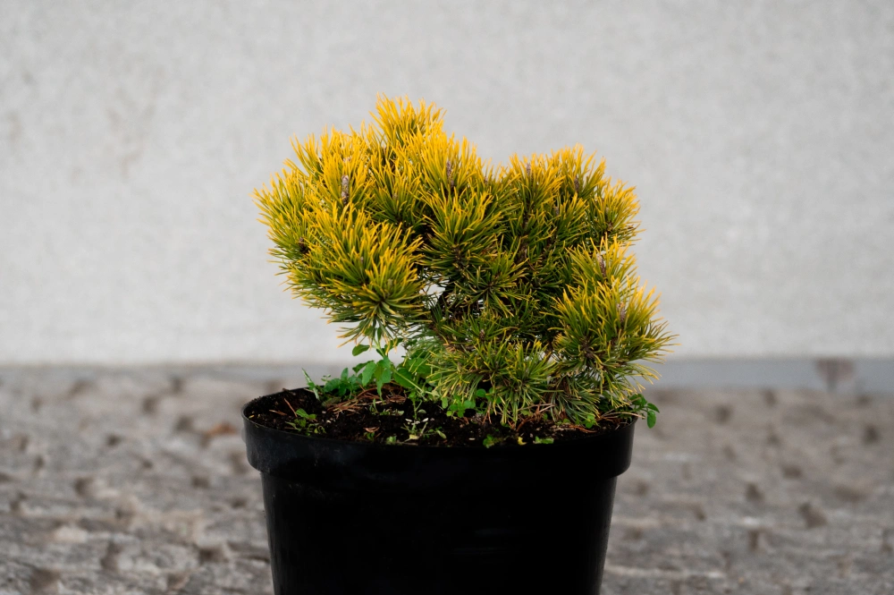 Сосна горная 'Winter Gold', H20-40