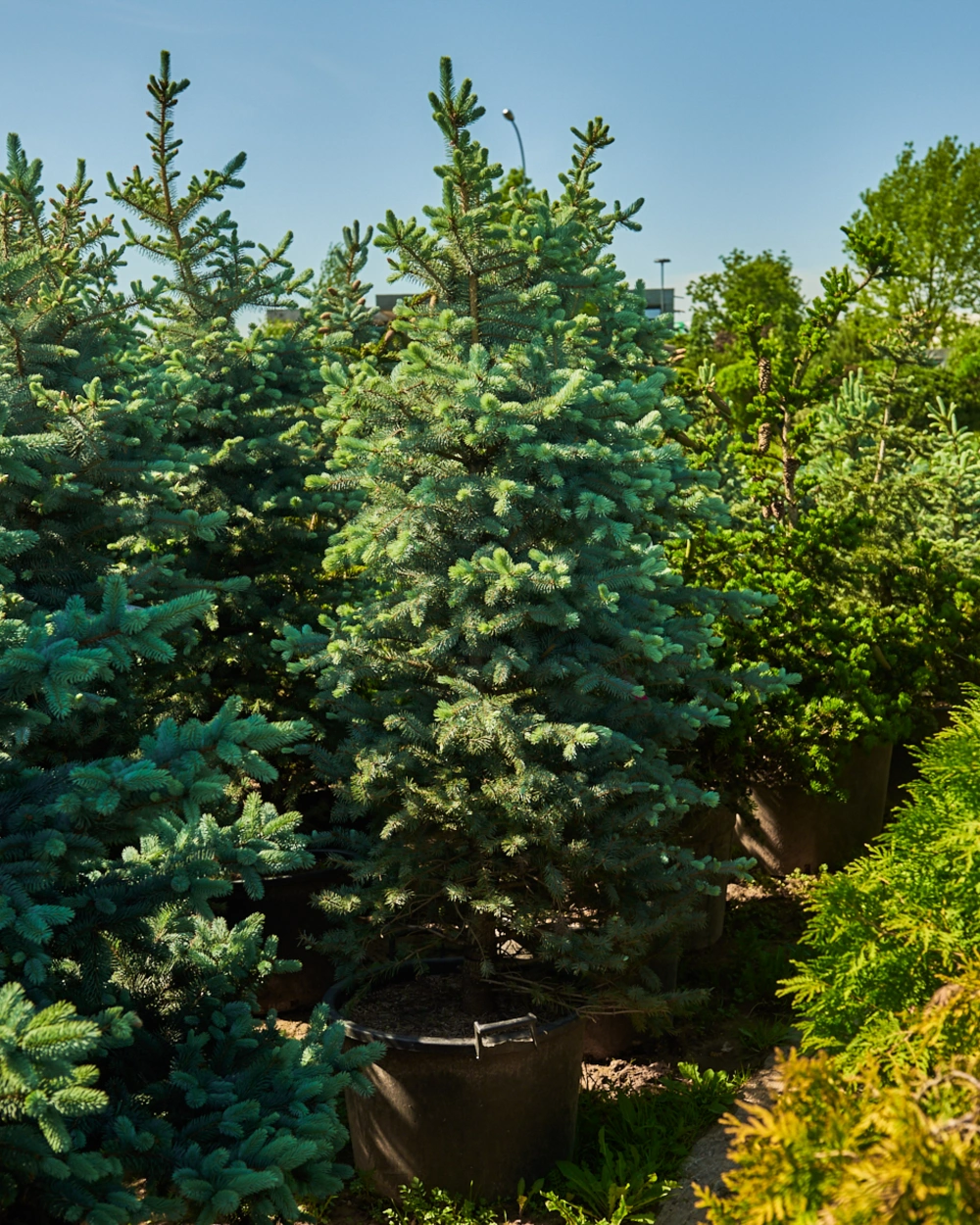 Ель колючая 'Blue Diamond', H150-175