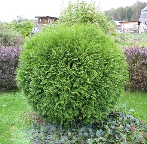 Туя западная 'Woodwardii', H40-60