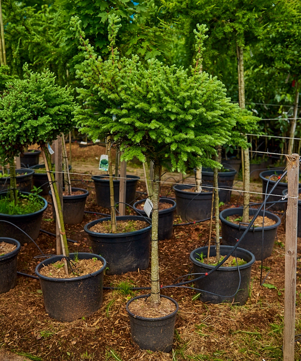 Лиственница тонкочешуйчатая 'Grey Pearl', sth 90