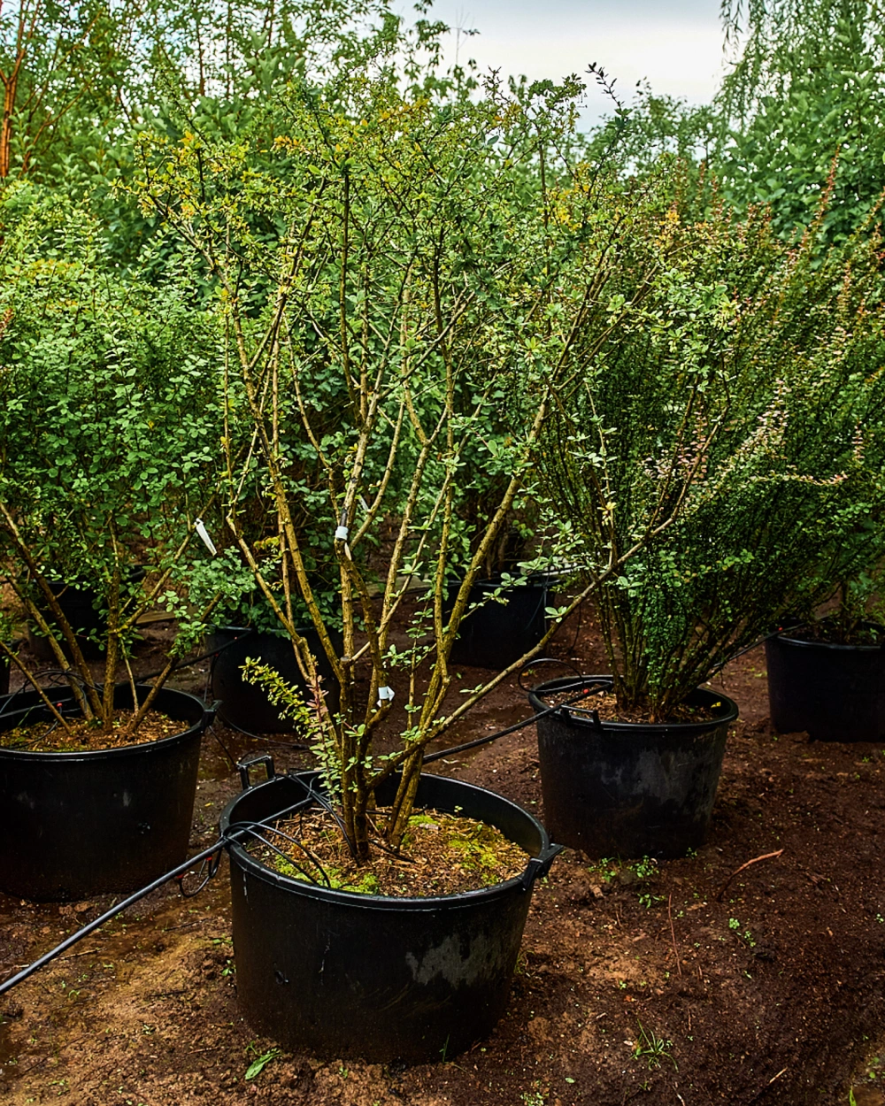 Барбарис обыкновенный, H175-200