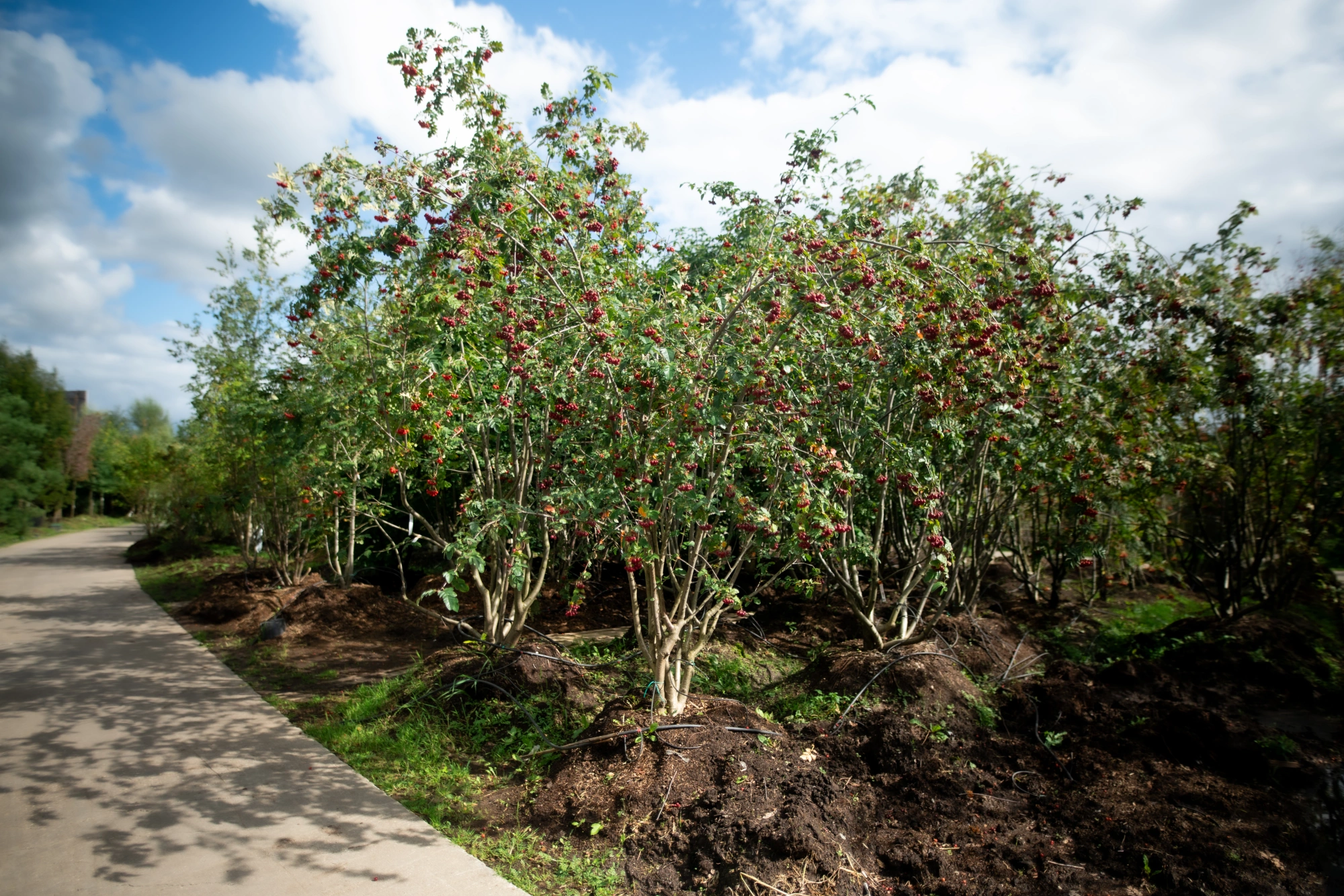 Рябина обыкновенная 'Гранатная' (бордово-гранат мякоть т, сочная), mst H200-250