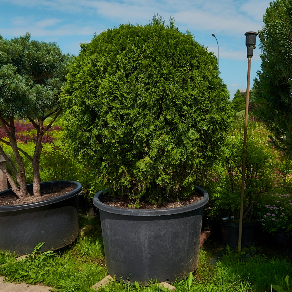 Туя западная 'Smaragd' (форма шар), H125-150