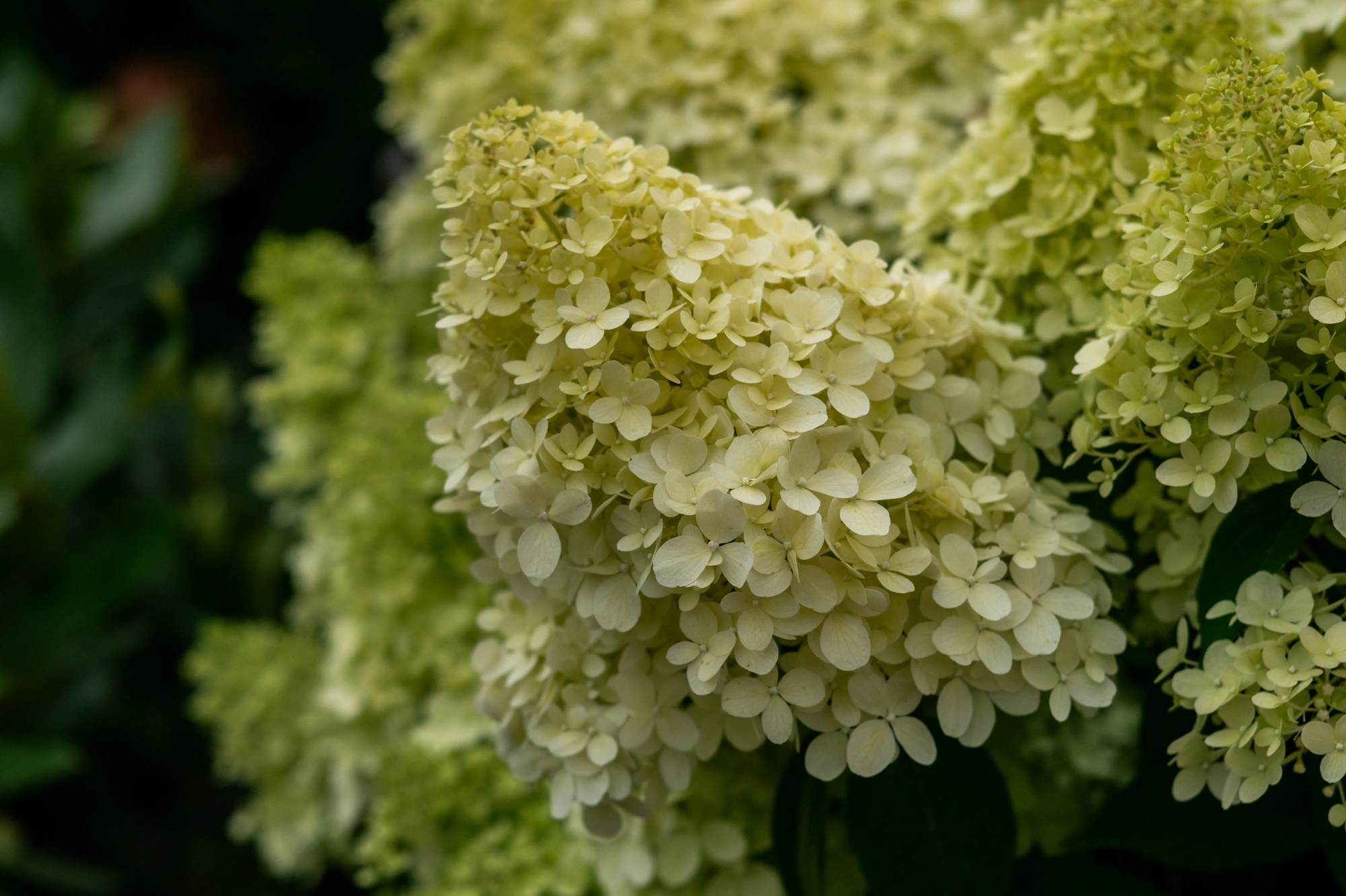 Гортензия метельчатая 'Limelight', H125-150