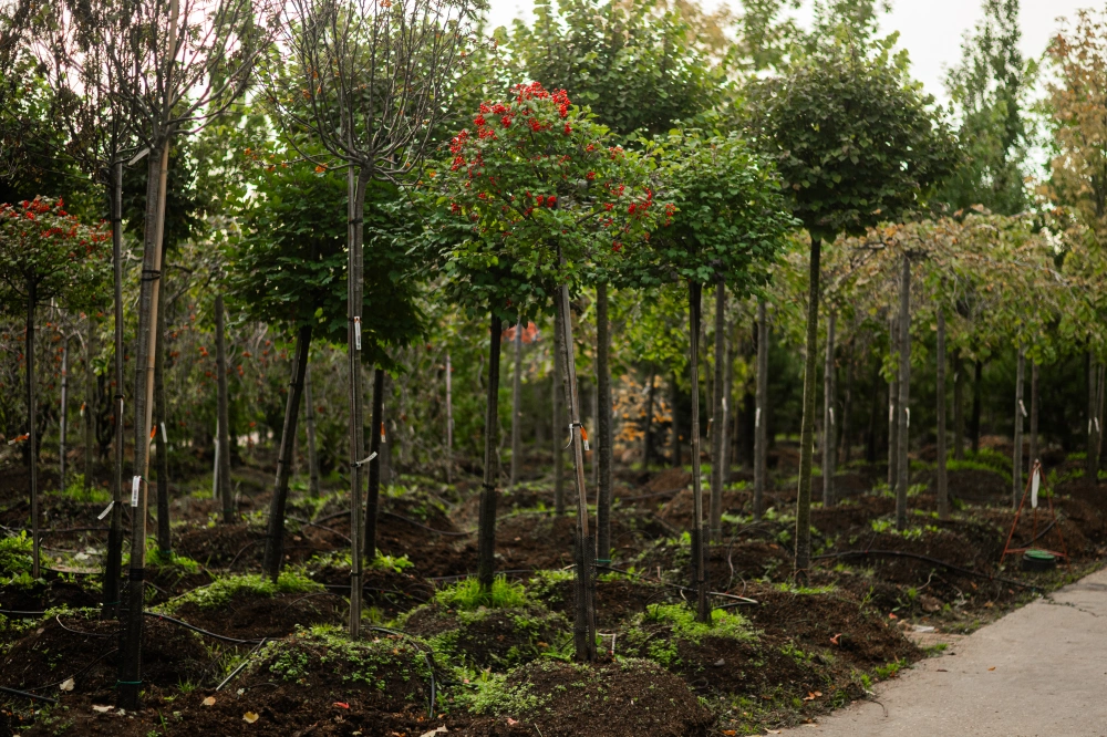 Калина обыкновенная 'Compactum' (шар на штамбе), stu 8-10 sth 160-180