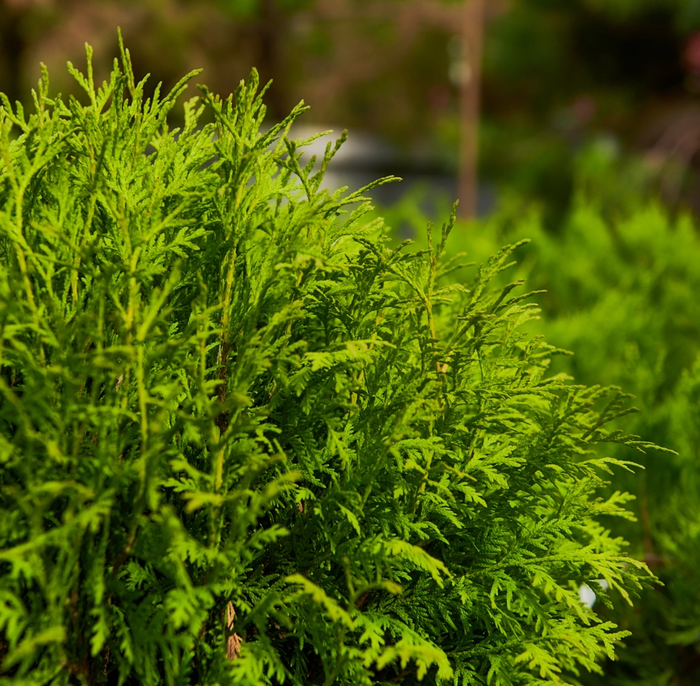 Туя западная 'Woodwardii', H20-40