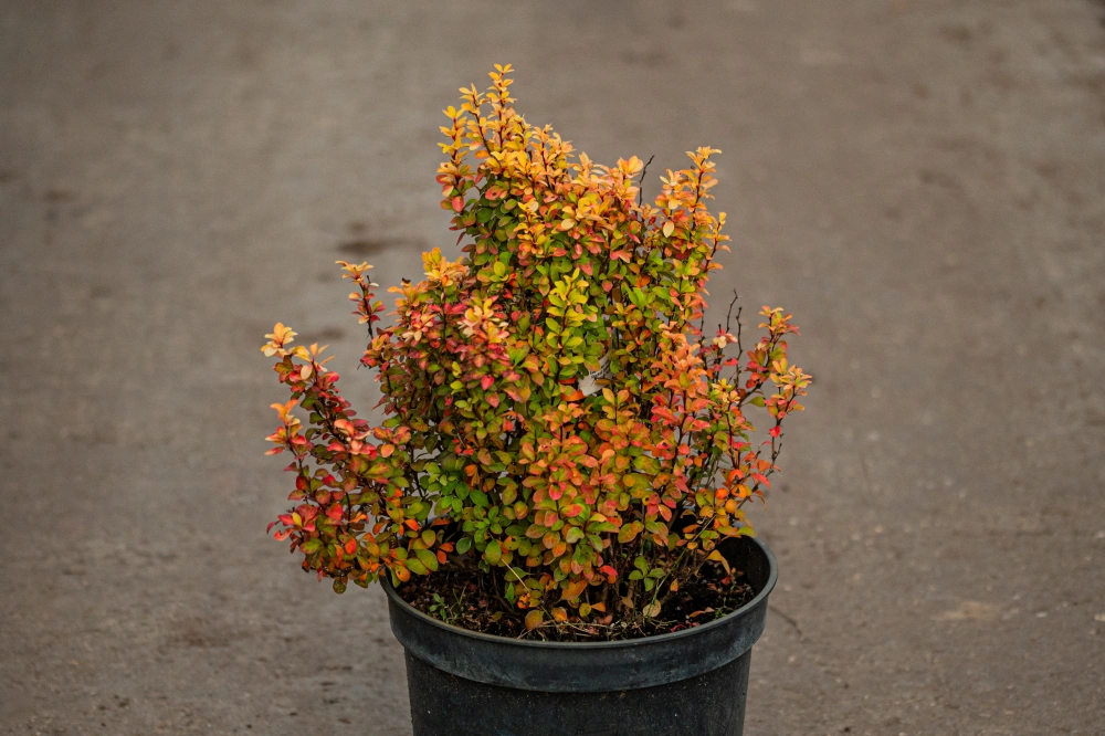 Барбарис тунберга 'Golden Rocket', H40-60