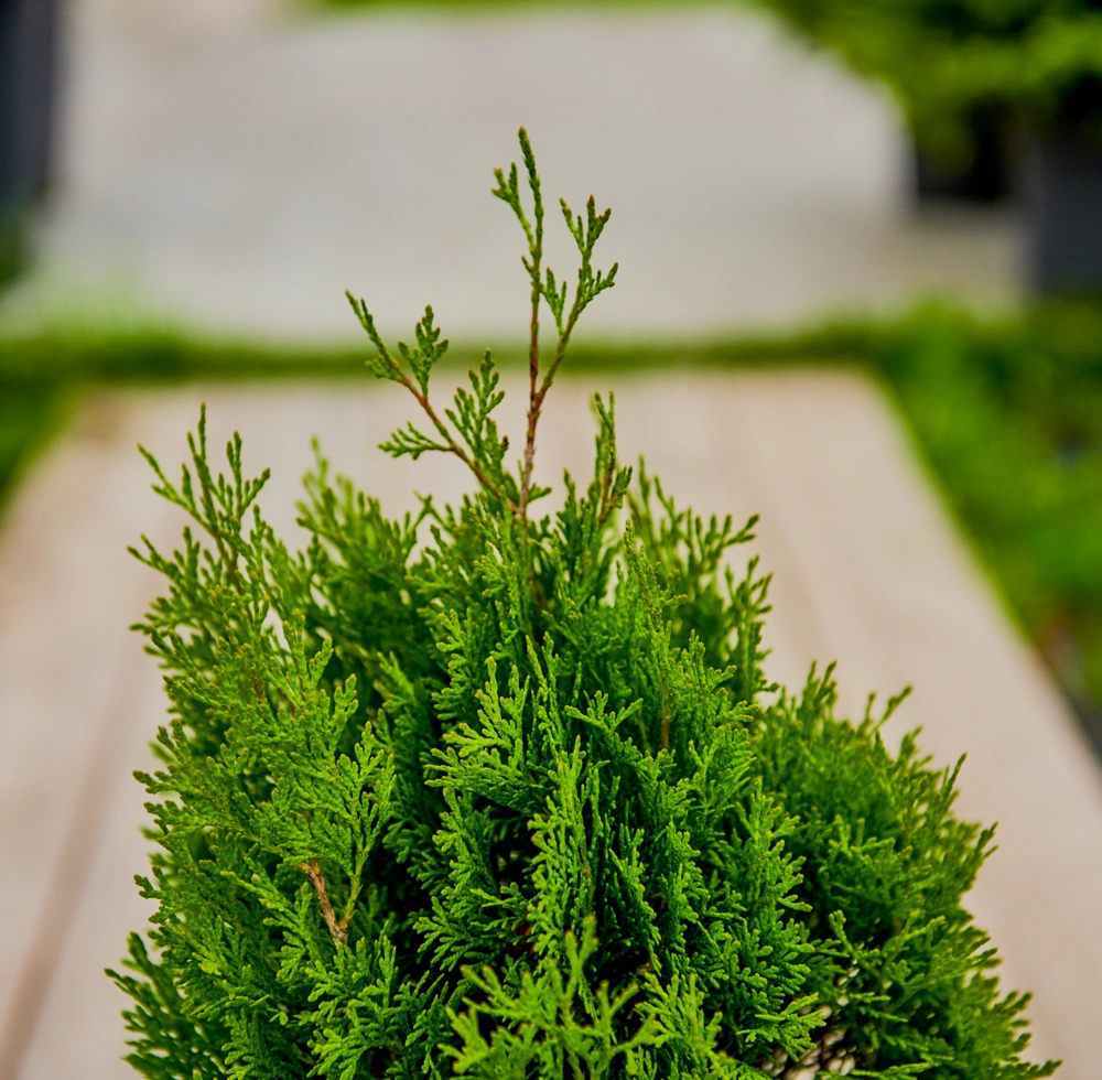 Туя западная 'Miky', H20-40