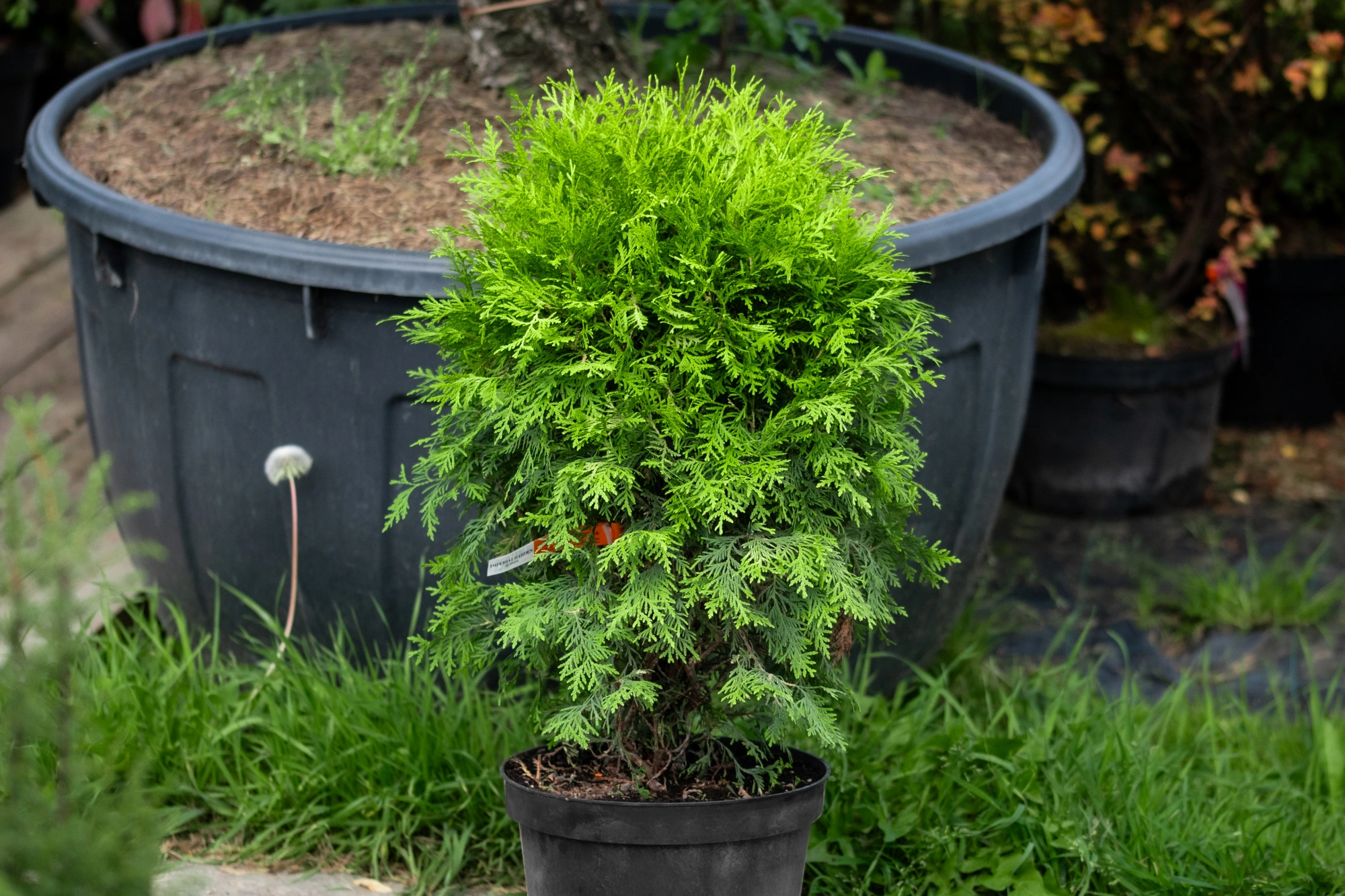 Туя западная 'Globosa Aurea', H80-100