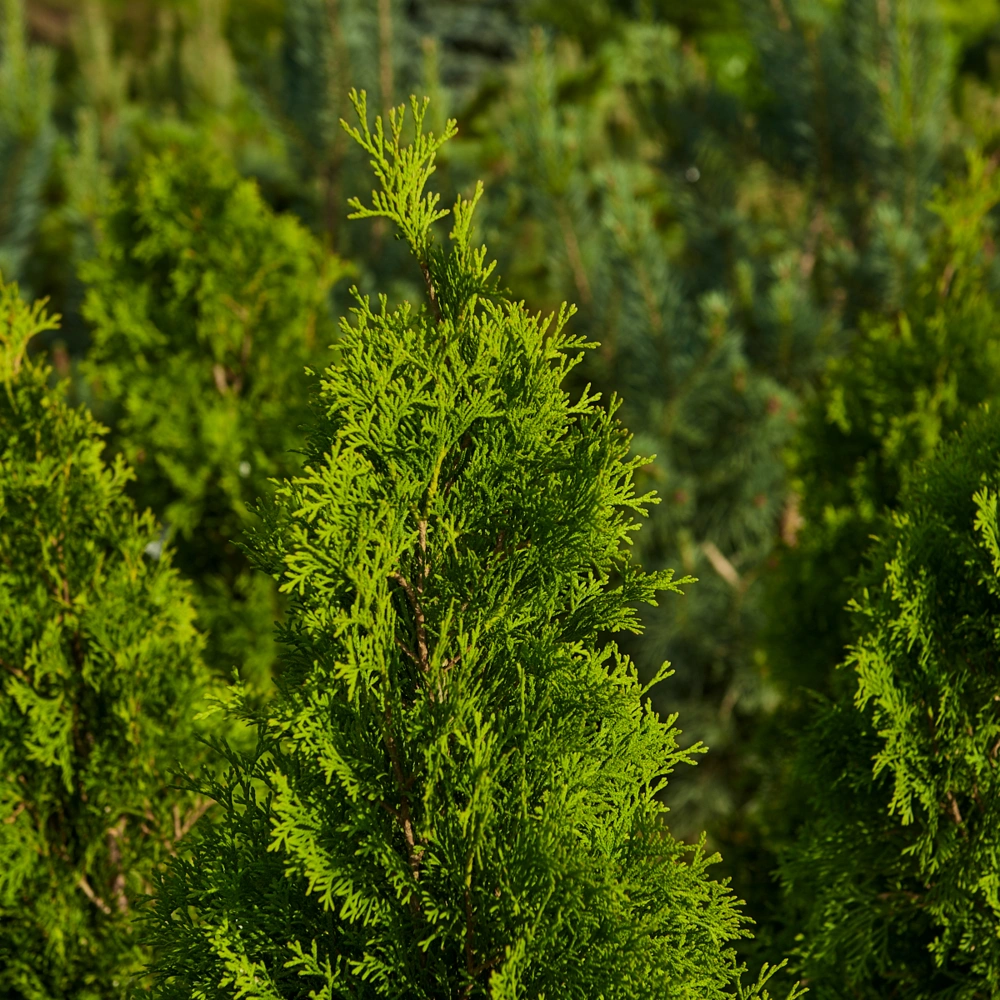 Туя западная 'Smaragd', H125-150