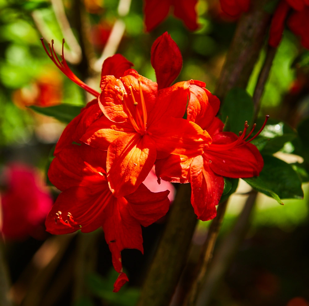 Азалия гибридная 'Fireball' (оранж-красн.круп), H125-150