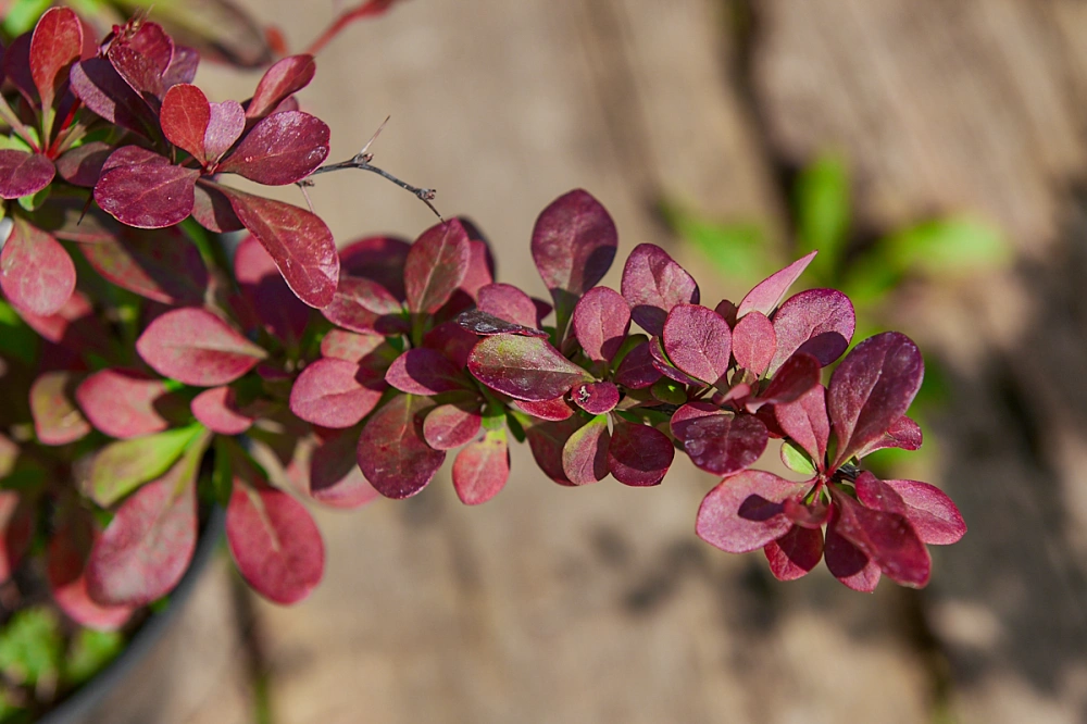 Барбарис тунберга 'Atropurpurea Nana', H20-40