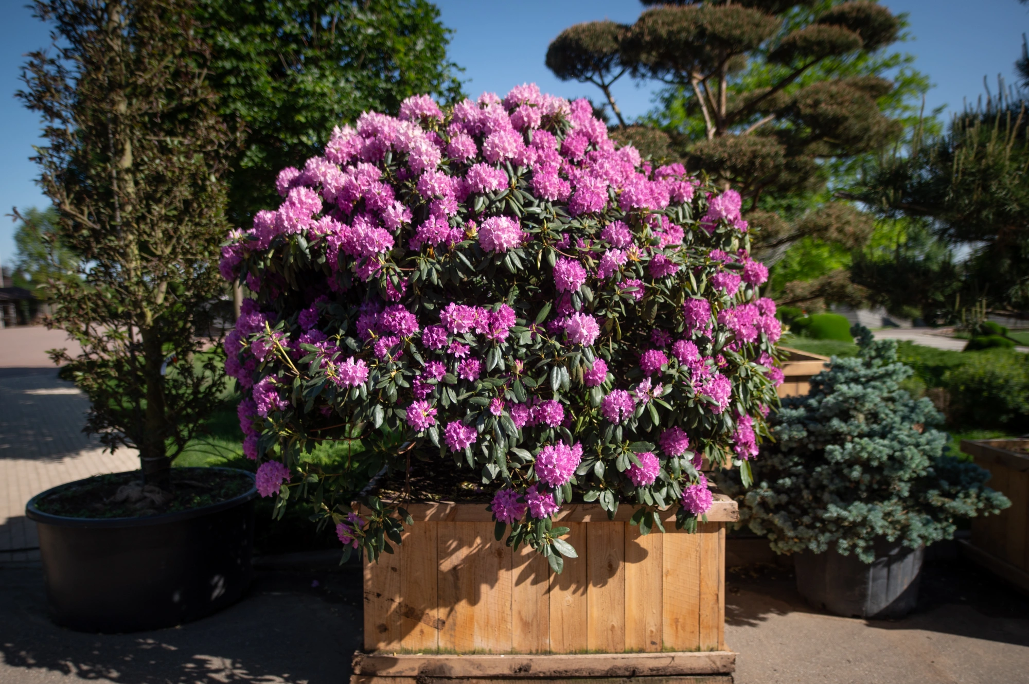 Рододендрон гибридный 'Roseum Elegans', H150-175x200-250