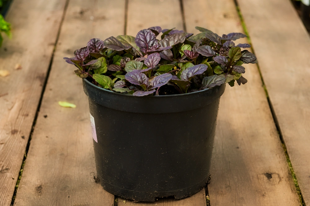 Живучка ползучая 'Mahagoni',