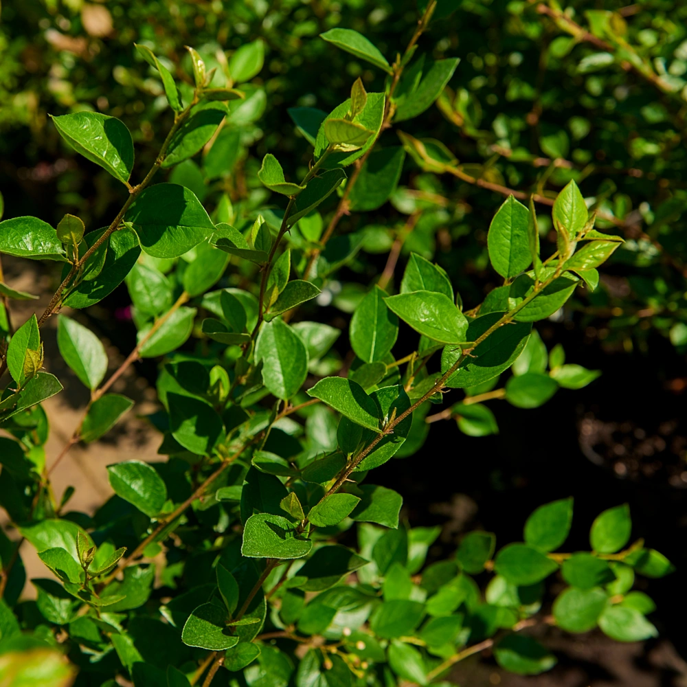 Кизильник блестящий, H40-60