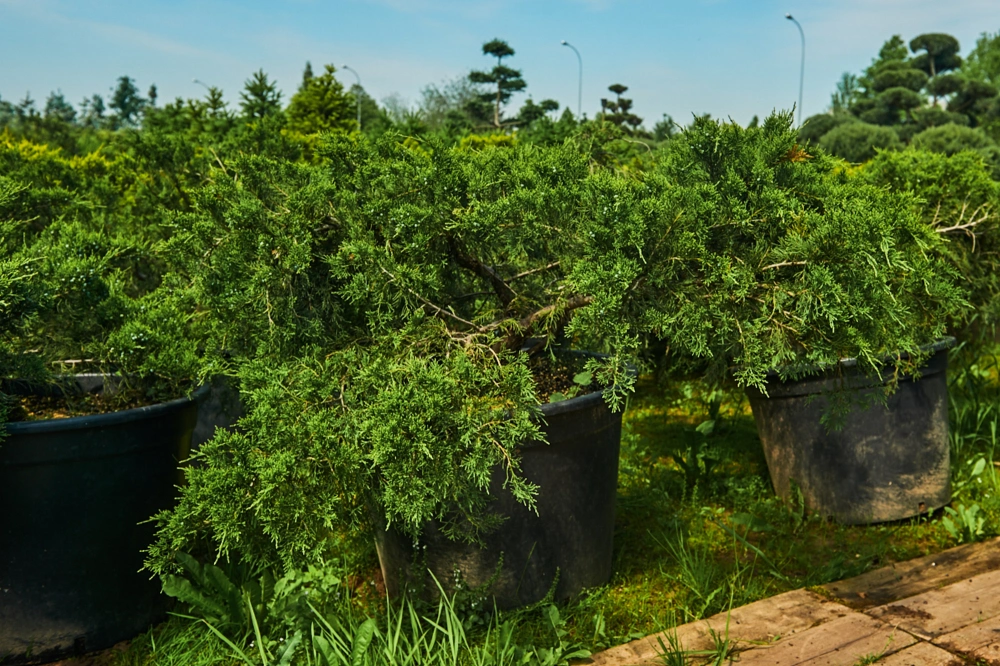 Можжевельник средний 'Mint Julep', H100-125