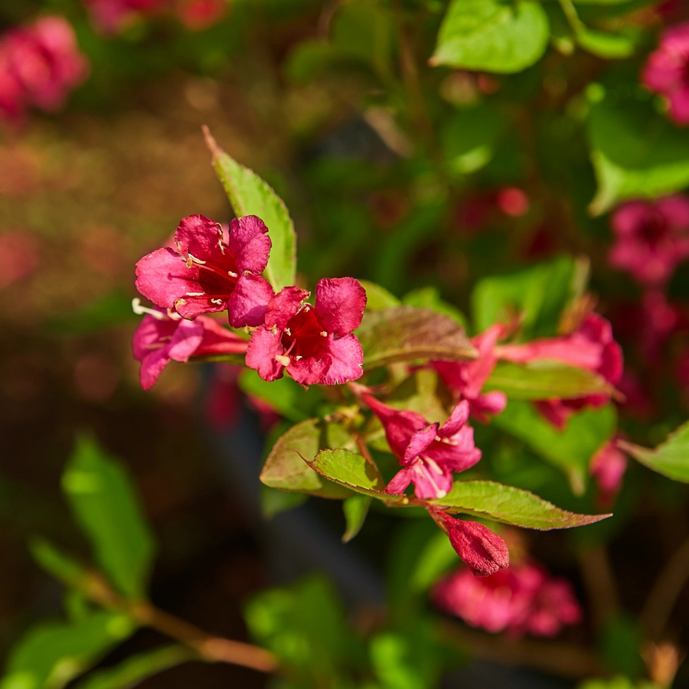 Вейгела гибридная 'Bristol Ruby', H60-80