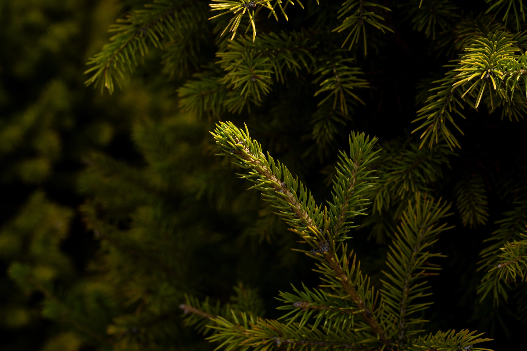 Ель черная (форма конус), H175-200