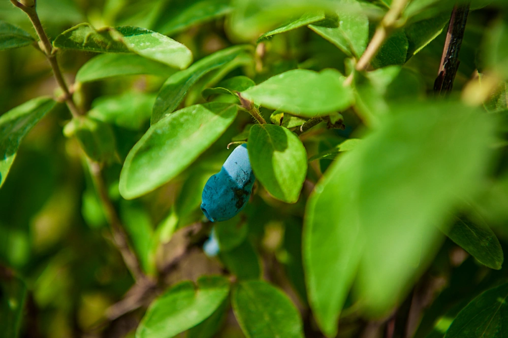 Жимолость съедобная 'Синяя птица' (средний синий), H60-80