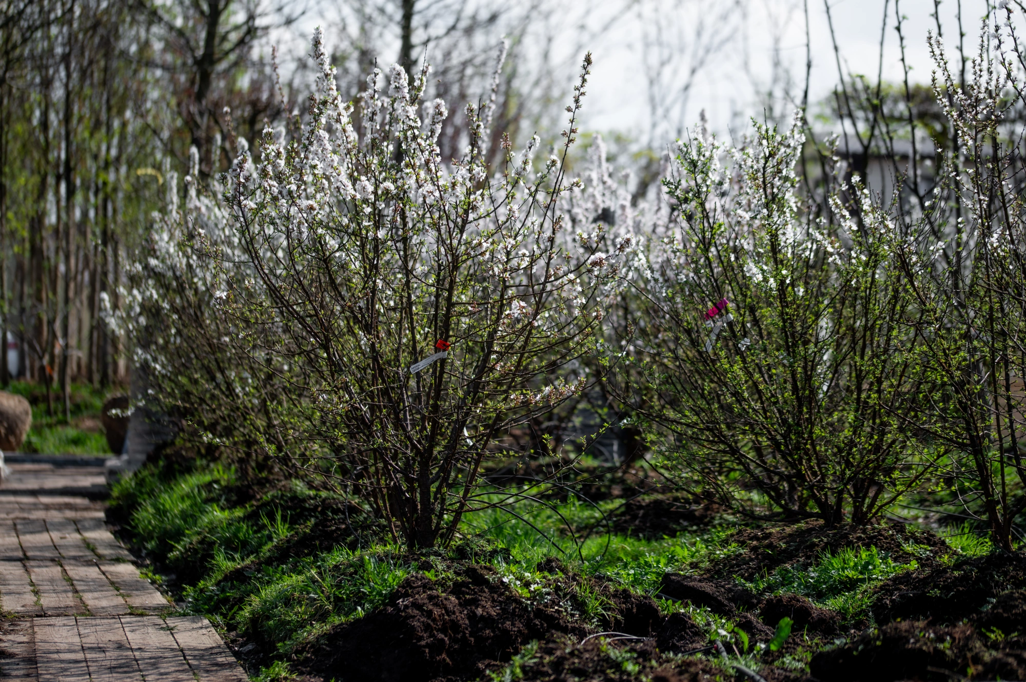 Вишня войлочная (плоды ярко-красные), H150-175