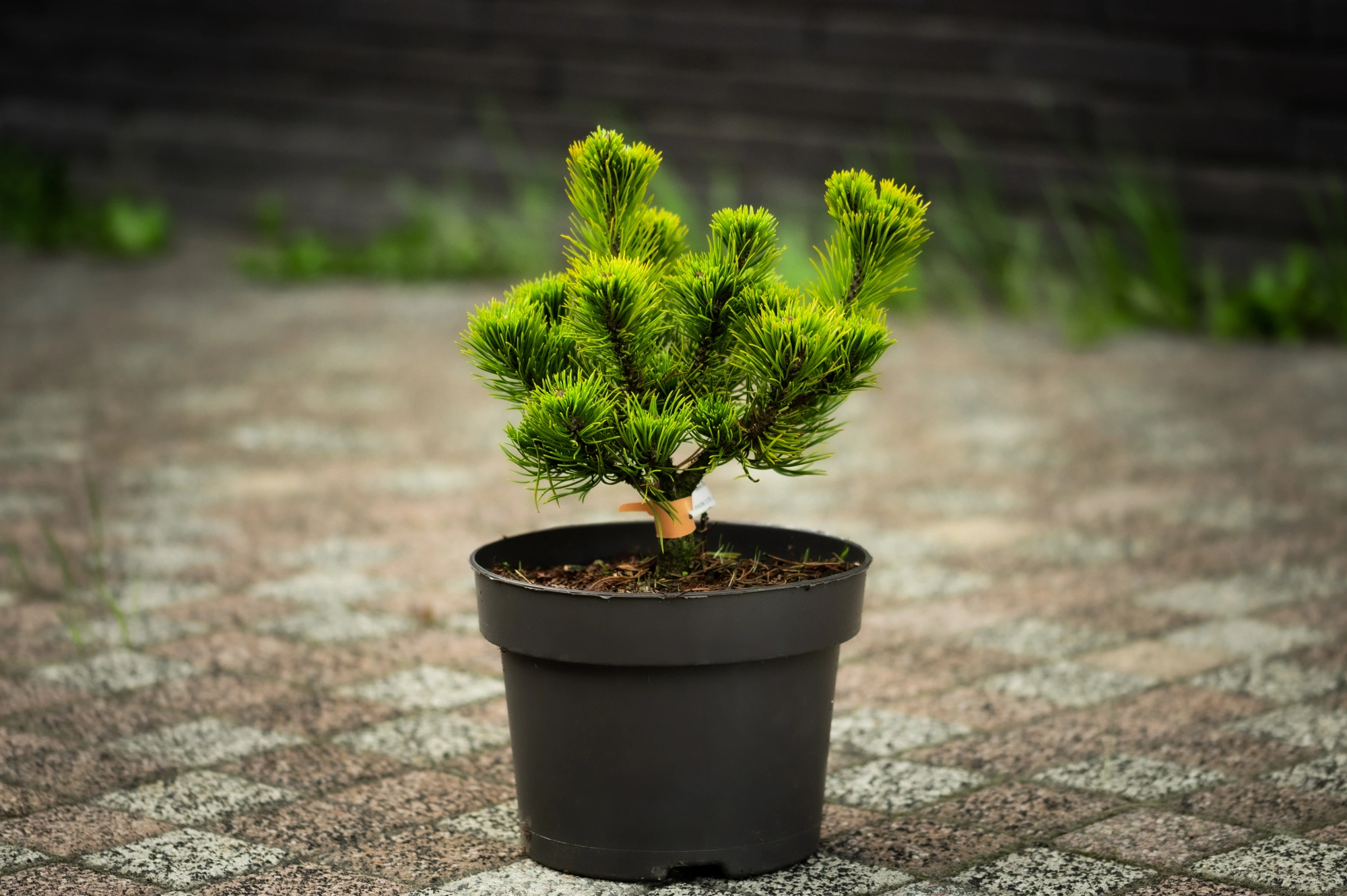 Сосна горная 'Carsten`s Wintergold', H40-60