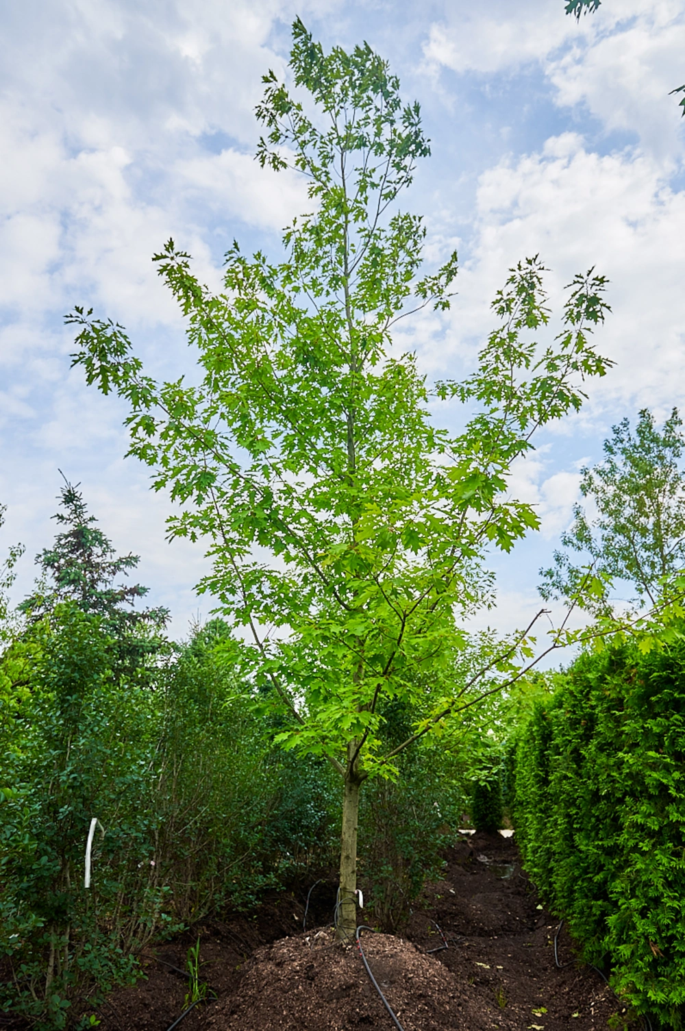 Дуб красный, H700-800