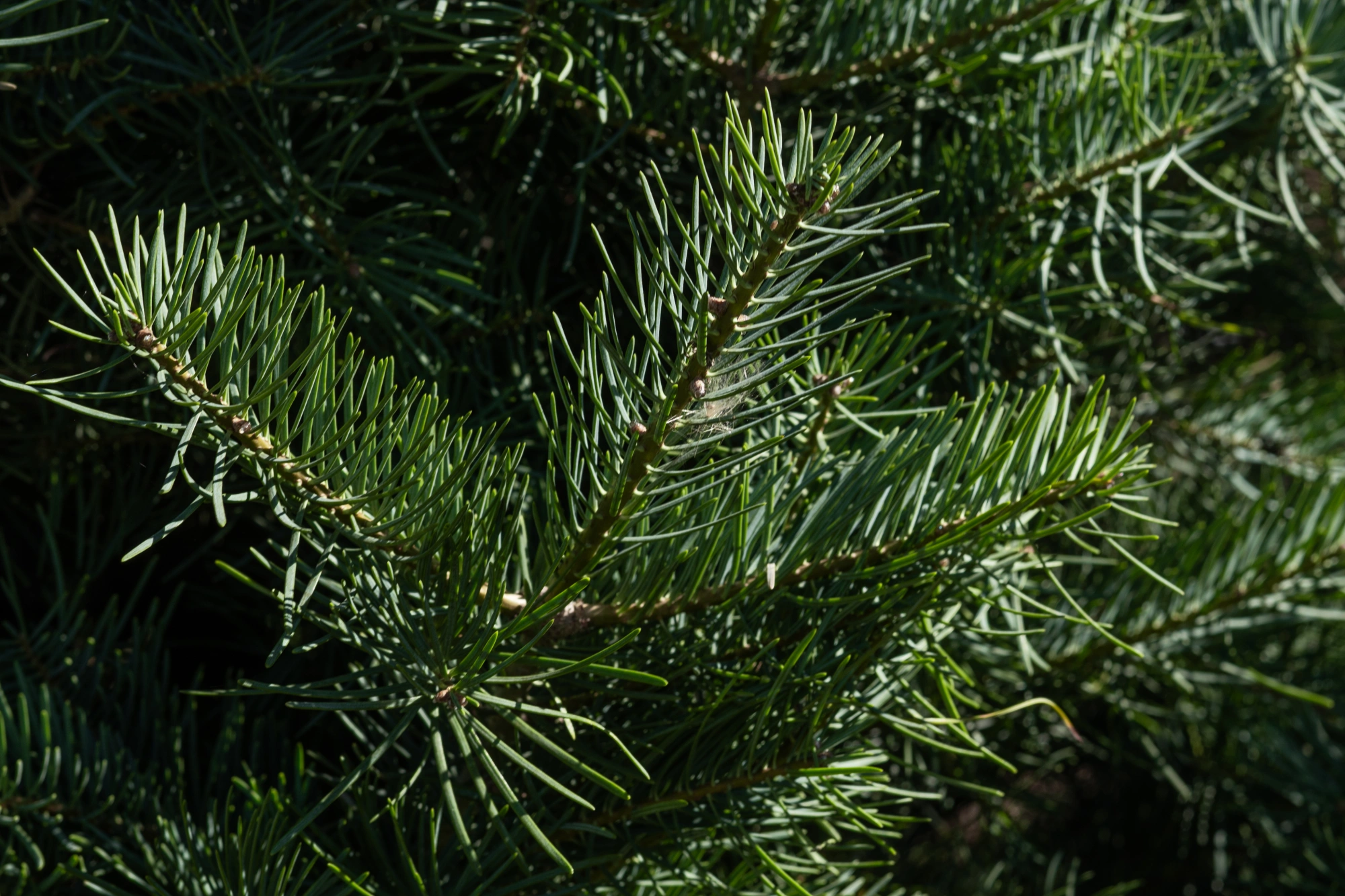 Пихта одноцветная, H225-250