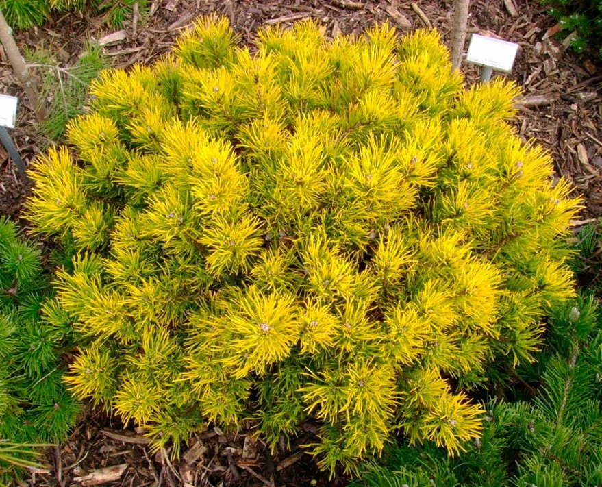 Сосна горная 'Carsten`s Wintergold', H20-40