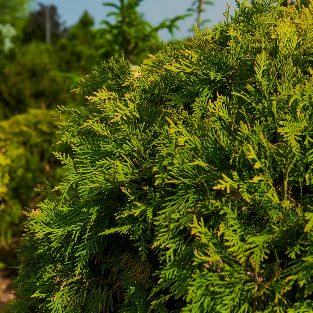 Туя западная 'Golden Globe', H80-100