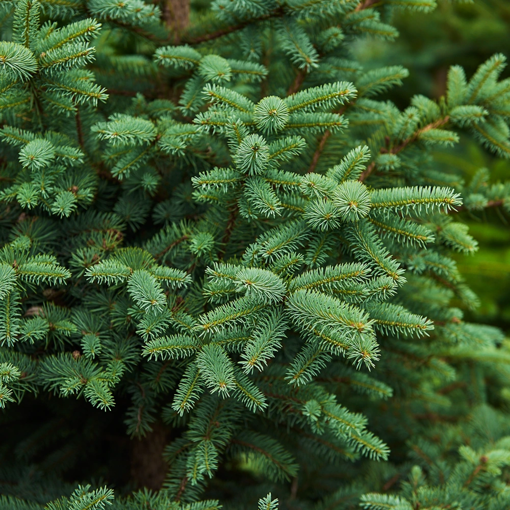 Ель колючая, H200-225