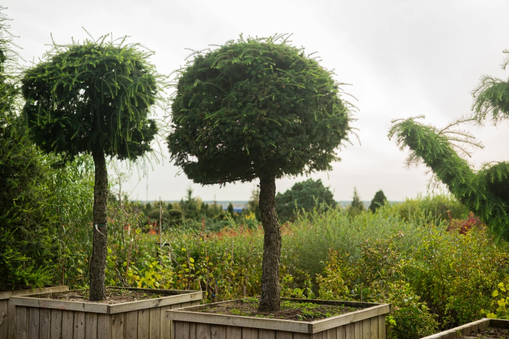 Лиственница европейская (шар на штамбе), stu 35-40 sth 140-160