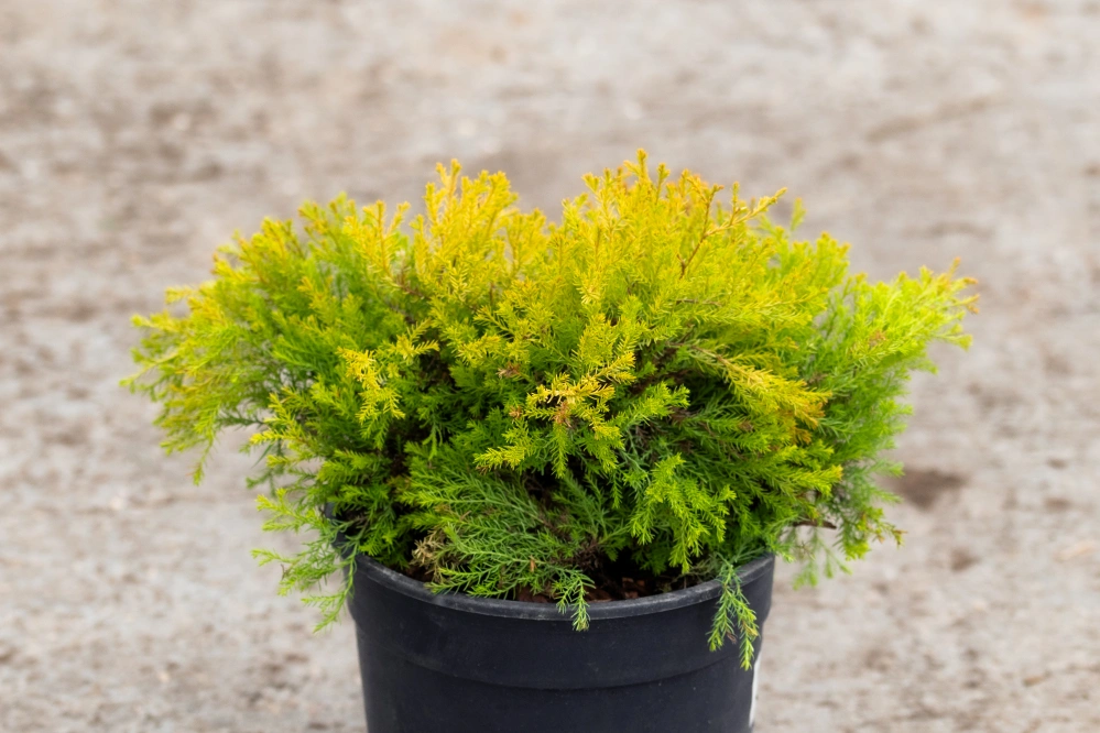 Туя западная 'Rheingold', H20-40