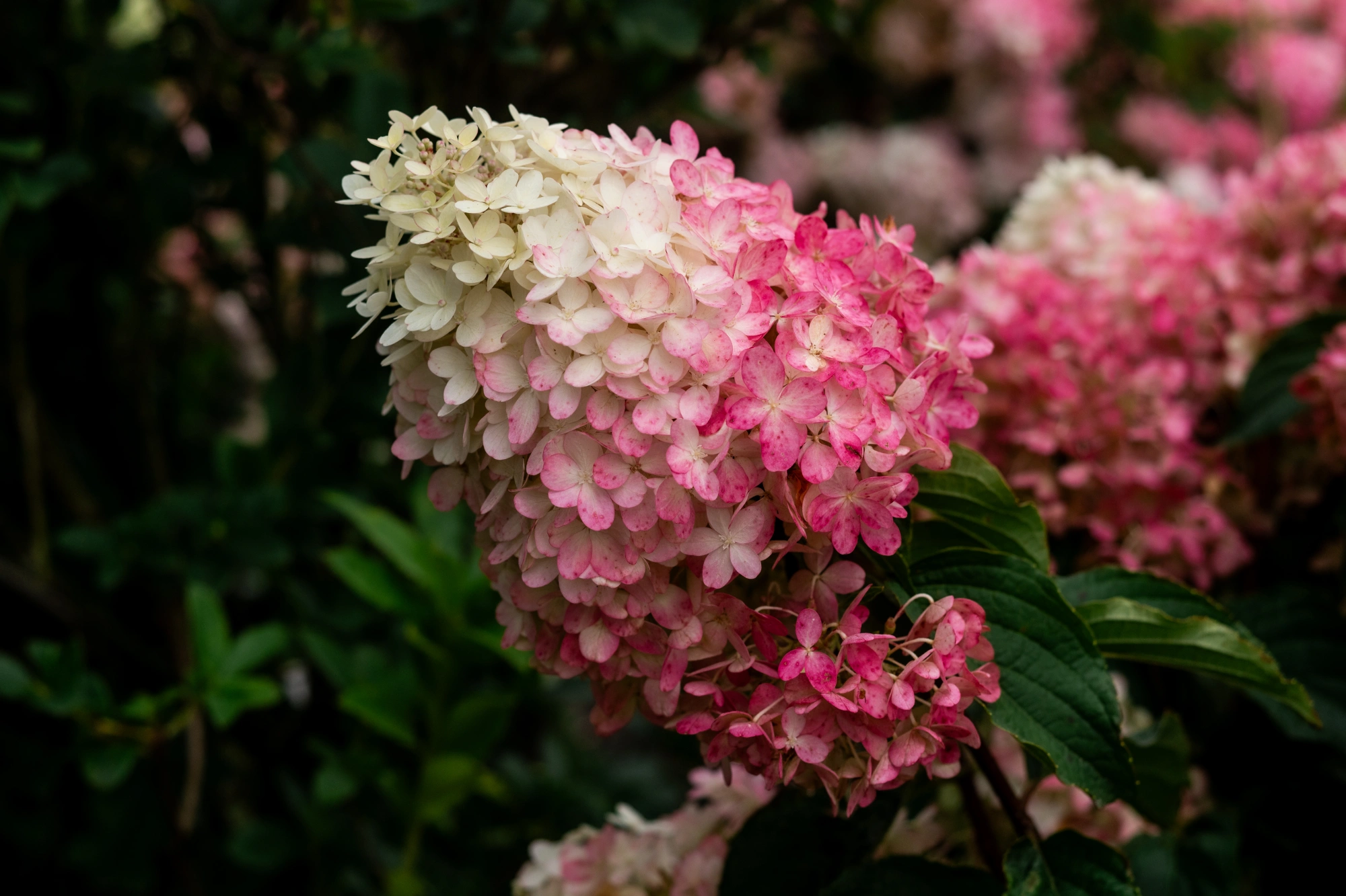 Гортензия метельчатая 'Raspberry Pink', H40-60