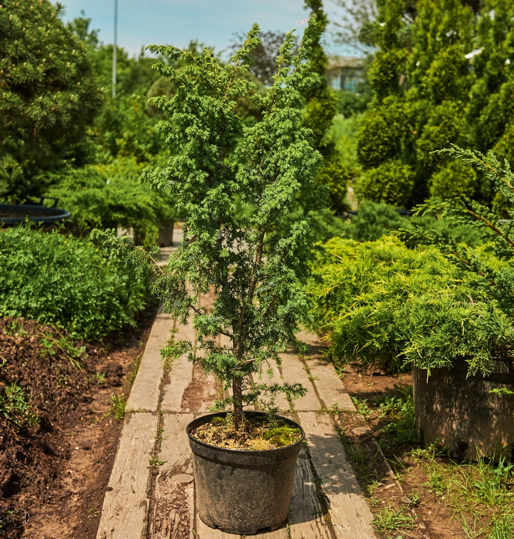 Можжевельник обыкновенный 'Meyer', H60-80