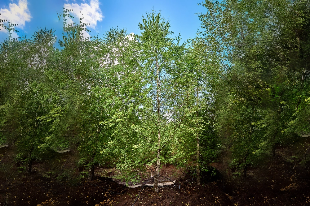 Береза повислая, mst H400-500