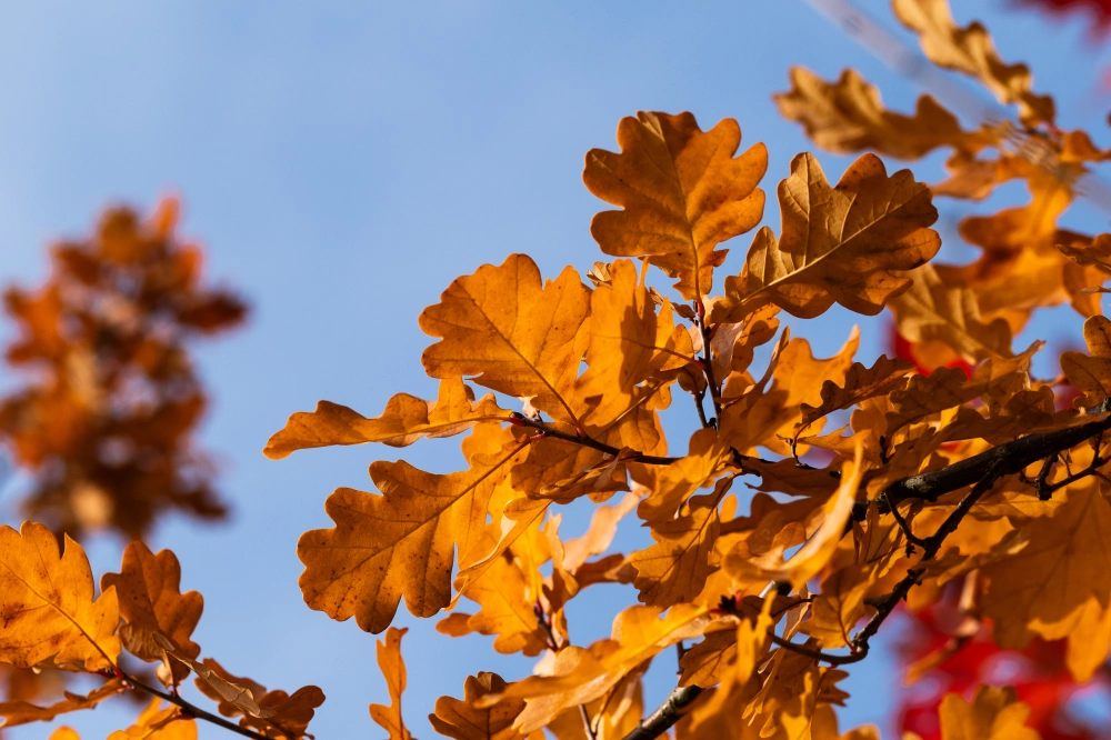 Дуб черешчатый, stu 14-16