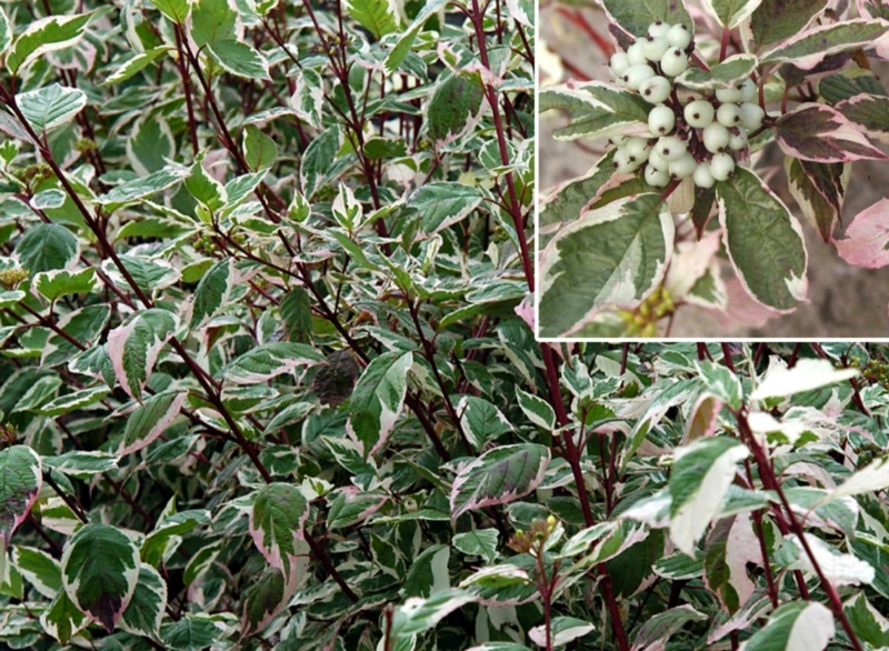 Дерен белый 'Sibirica Variegata', H60-80