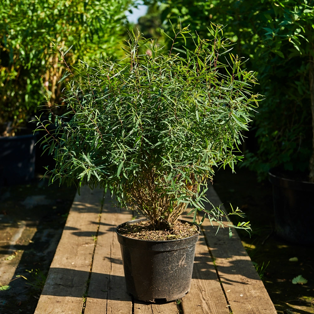 Ива пурпурная 'Nana', H40-60