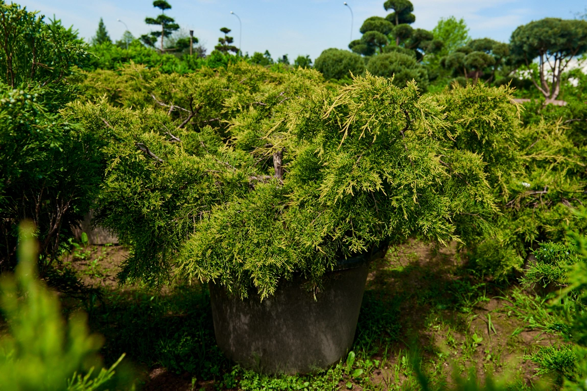 Можжевельник китайский 'Kuriwao Gold', H40-60