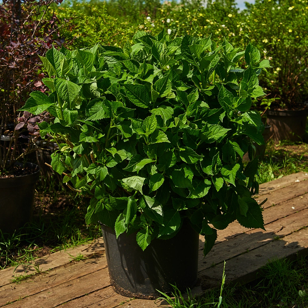 Гортензия крупнолистная (сорта), H40-60