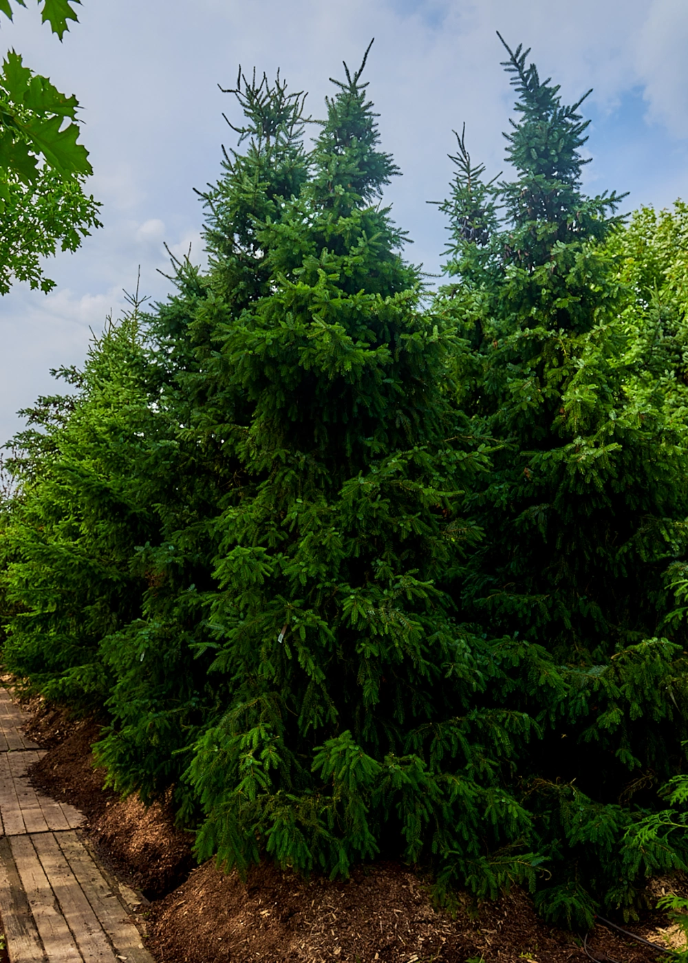 Ель сербская, H400-450