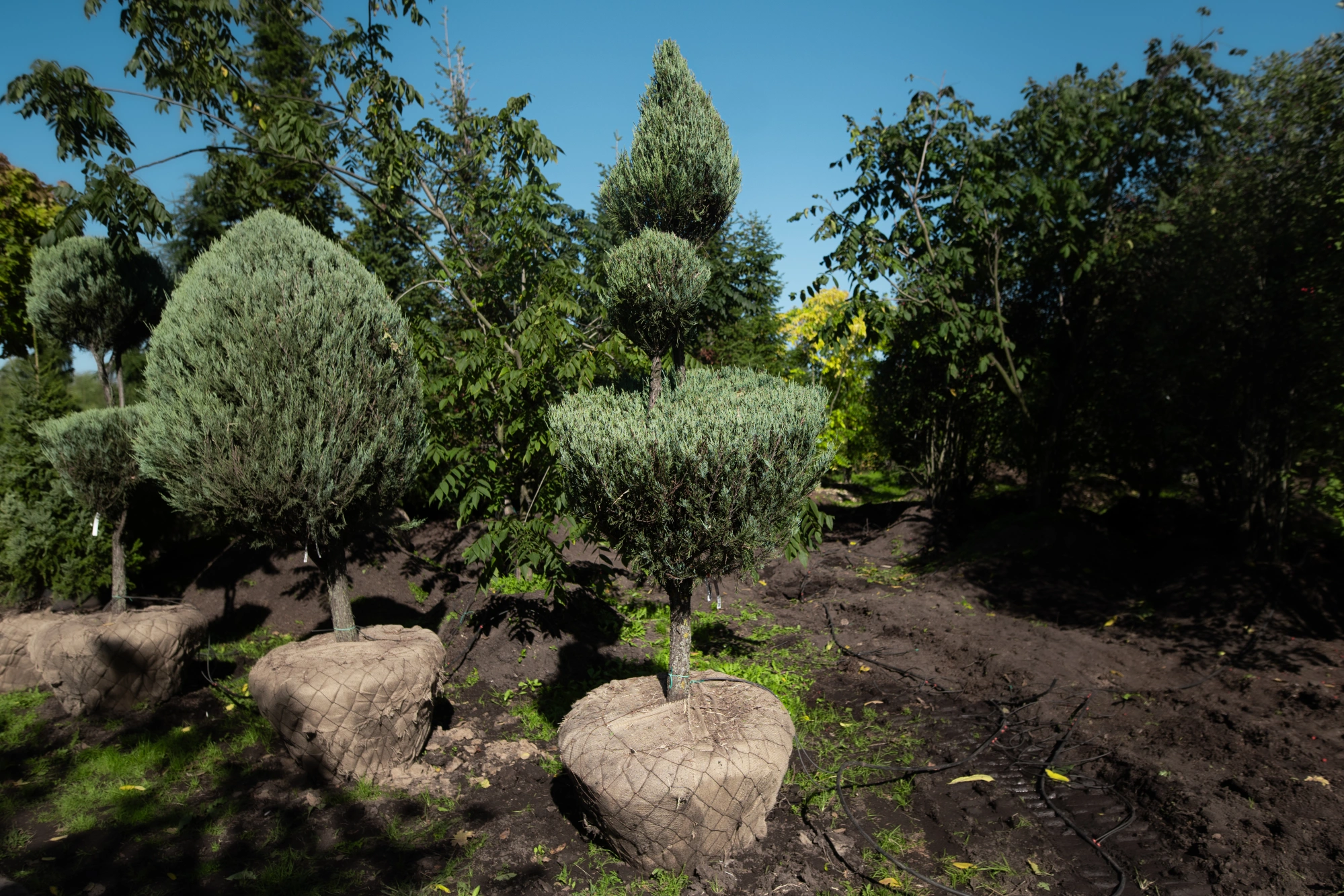 Можжевельник скальный 'Skyrocket' (грин-арт), H250-300
