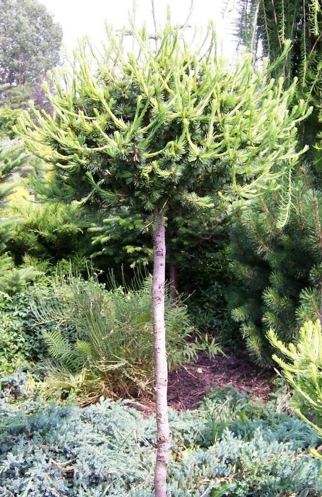 Лиственница американская 'Arethusa Bog', sth 90