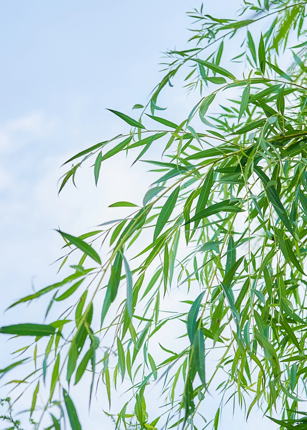 Ива белая 'Chrysocoma', stu 30-35