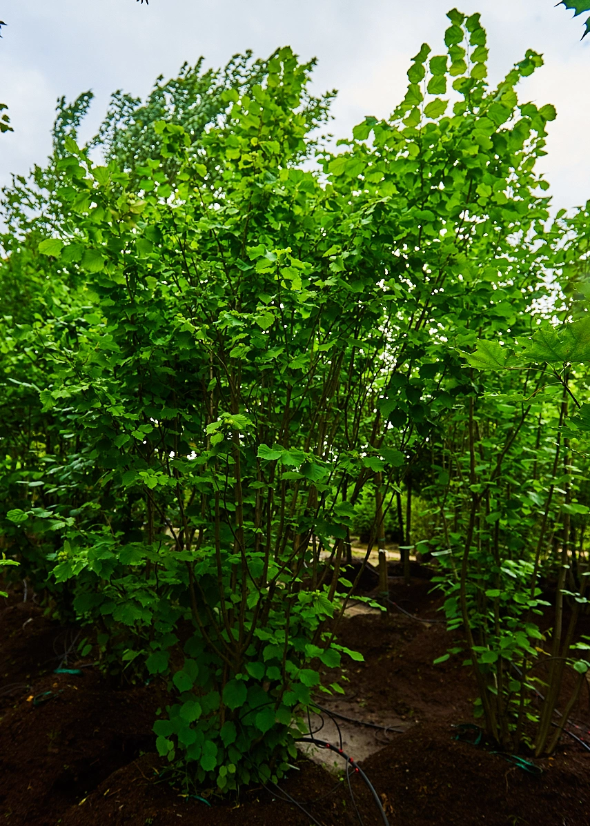 Лещина обыкновенная, H250-300