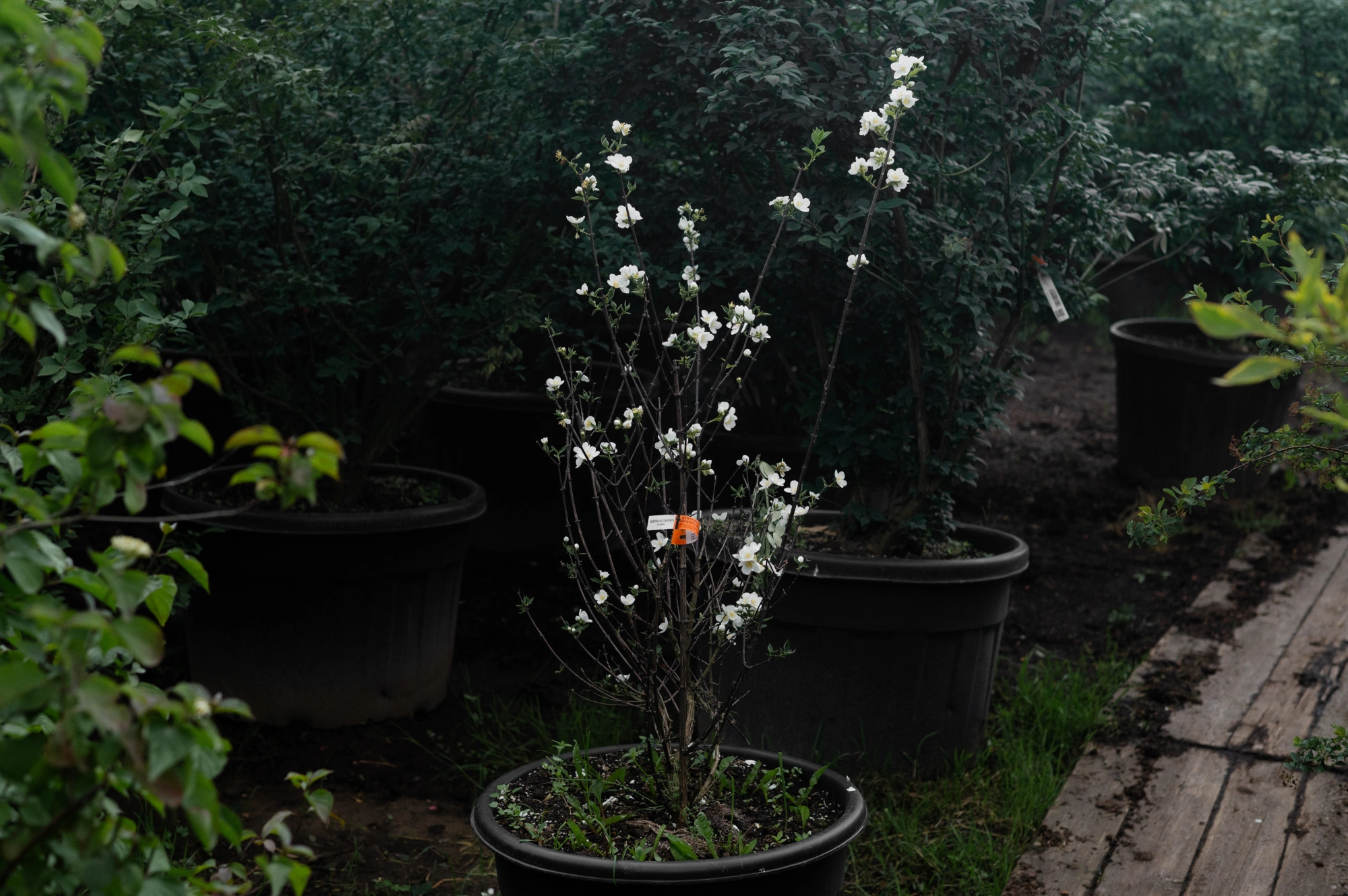 Чубушник Вехова 'Снежки' (пр+п/м,1,8), H150-175