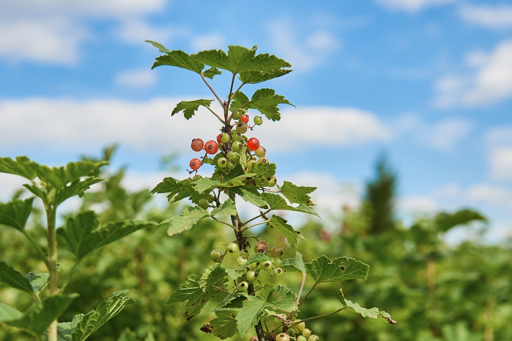 Смородина красная 'Натали' (средний густо-красный), H80-100